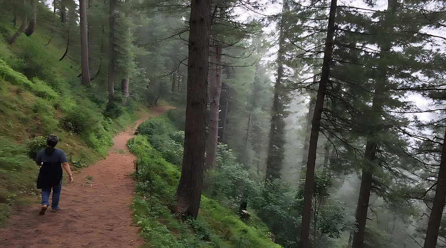 Miranjani track from Dunga Gali to Dagri Bhangla